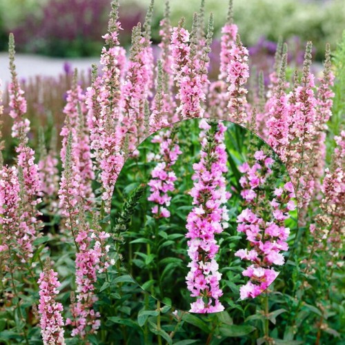 Lythrum salicaria 'Blush' - Harilik kukesaba 'Blush' P9/0,55L